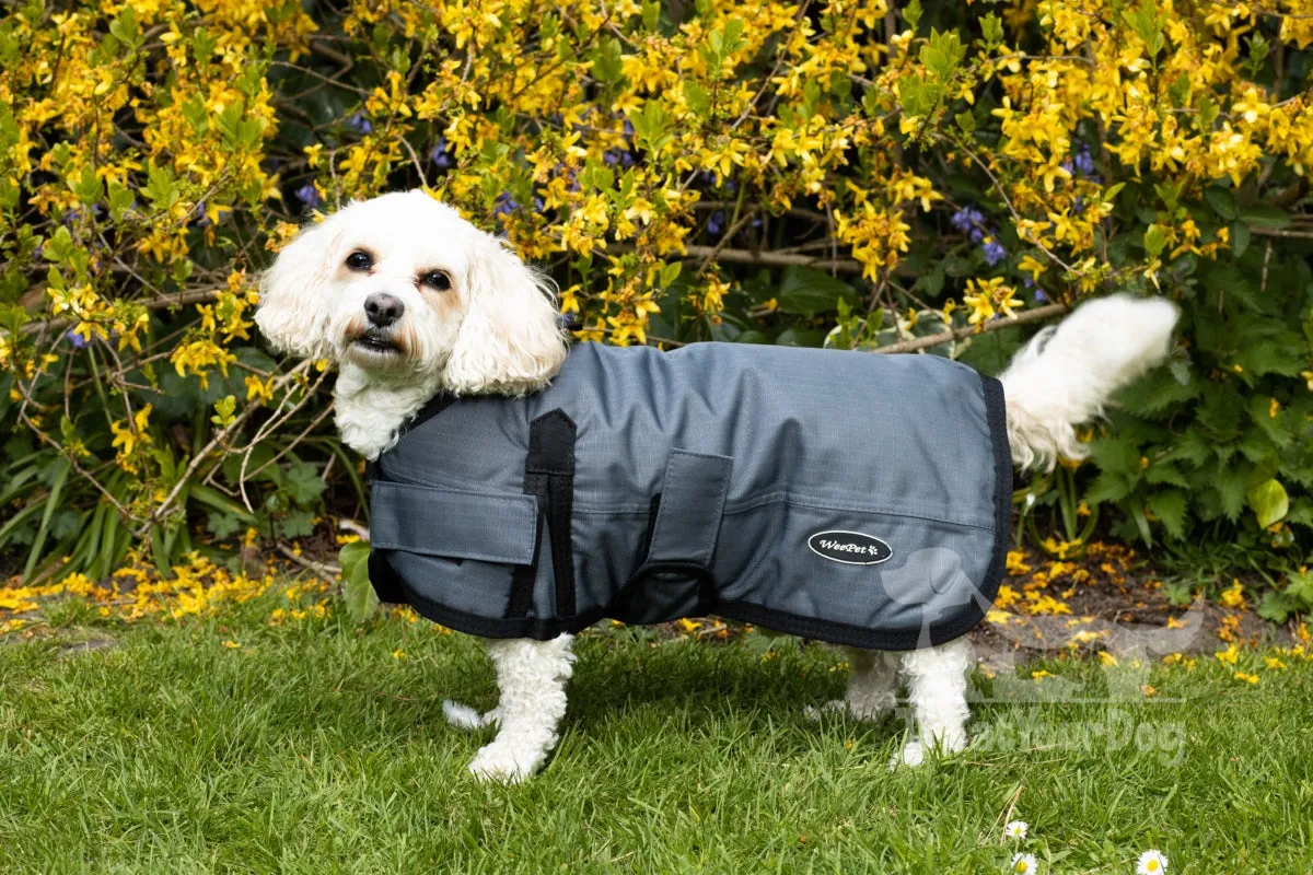 All Seasons Waterproof Dog Coat in Grey